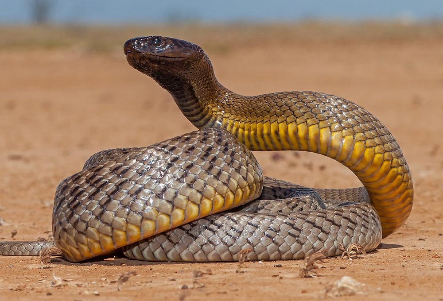 Yılan Isırığı Farkındalık Günü