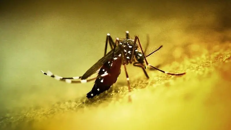 Chikungunya salgını yayıldı: Çin’de halk sağlığı acil durumu ilan edildi